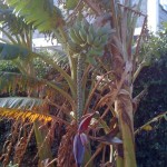 banana tree