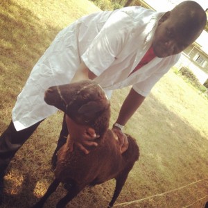 Cute goat