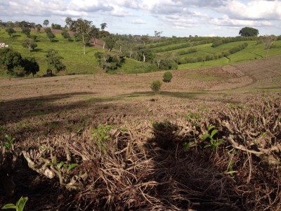 Some tea fields near Limuru, with pruned tea plants in the foreground, and green ones being continually harvested in the background.