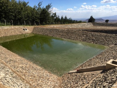 After roughly 6 days in the anaerobic lagoon, sewage moves to the "facultative lagoon" for about two days. It's green due to normal algal formation, as we filled the lagoon 1/2 way several months ago to provide a 'fresh water cap' in order to reduce odors. Or at least, try to reduce them.