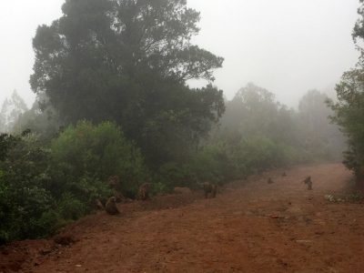 The baboons don't seem to mind the rain and fog
